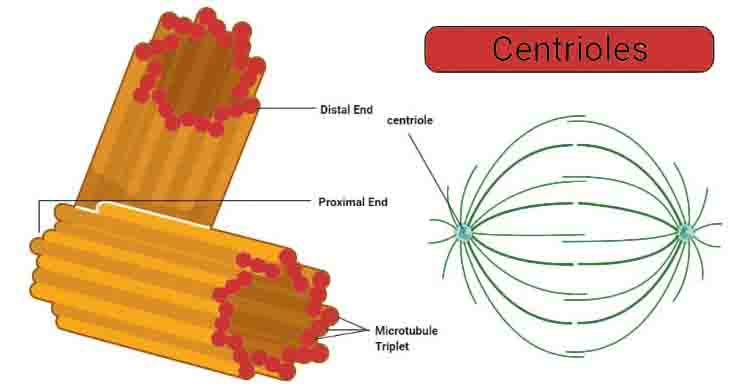 Centriole