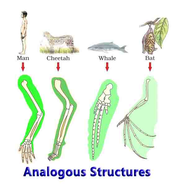 Analogous Structures